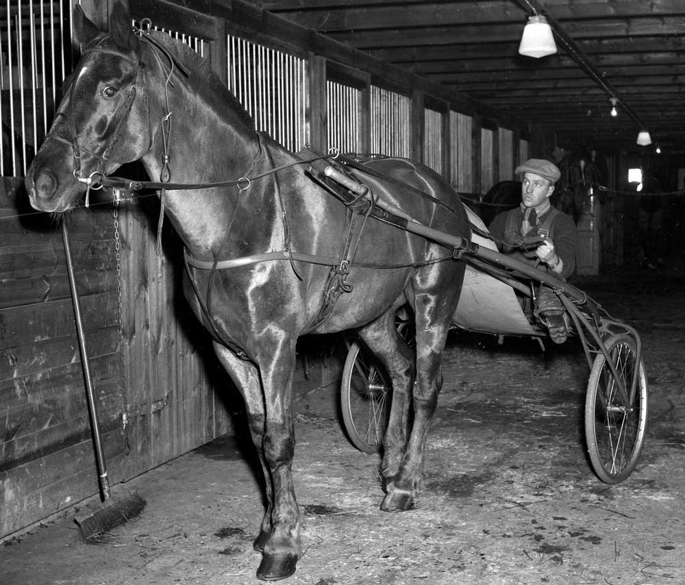 Bildsidan ifrån Marieberg. 20 november 1954 På bilden sitter Bengt Nilsson i en sulky bakom en häst.