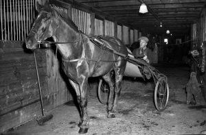 Bildsidan ifrån Marieberg. 20 november 1954 På bilden sitter Bengt Nilsson i en sulky bakom en häst.