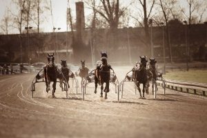 hästrav