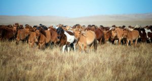 Mongolisk vildhäst, även kallad Przewalskis vildhäst